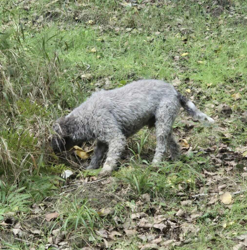 LAGOTTO ROMAGNOLO TARTUFI E TARTUFAIE 