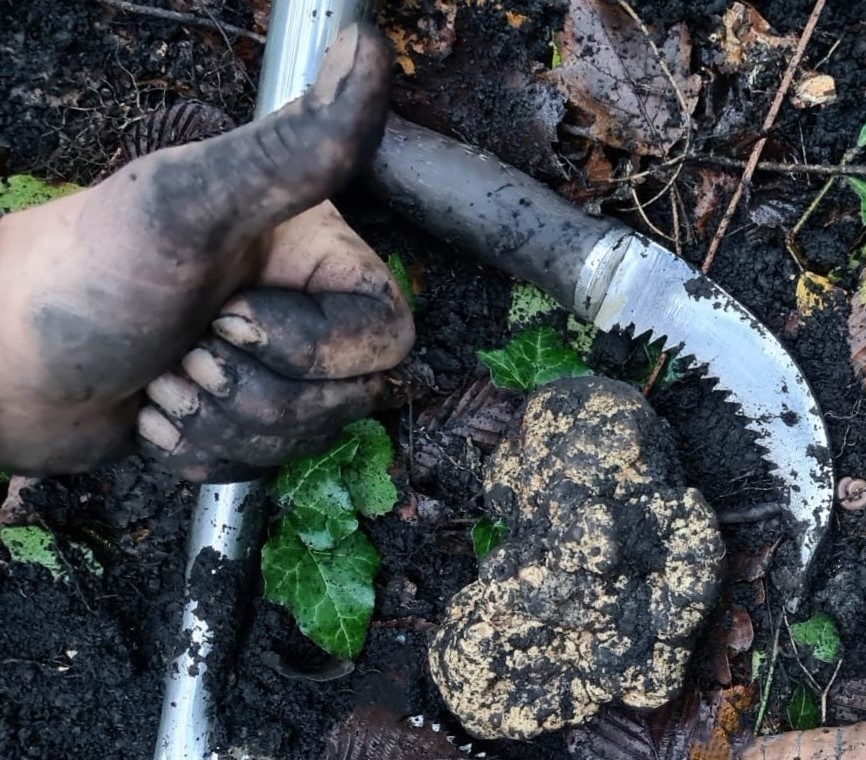 Mani nel fango e Rolex al polso: l’ingiusta filiera del tartufo