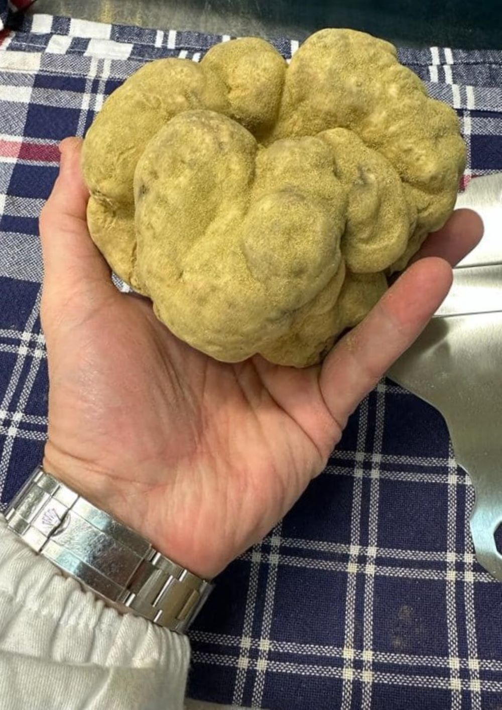 Mani nel fango e Rolex al polso: l’ingiusta filiera del tartufo