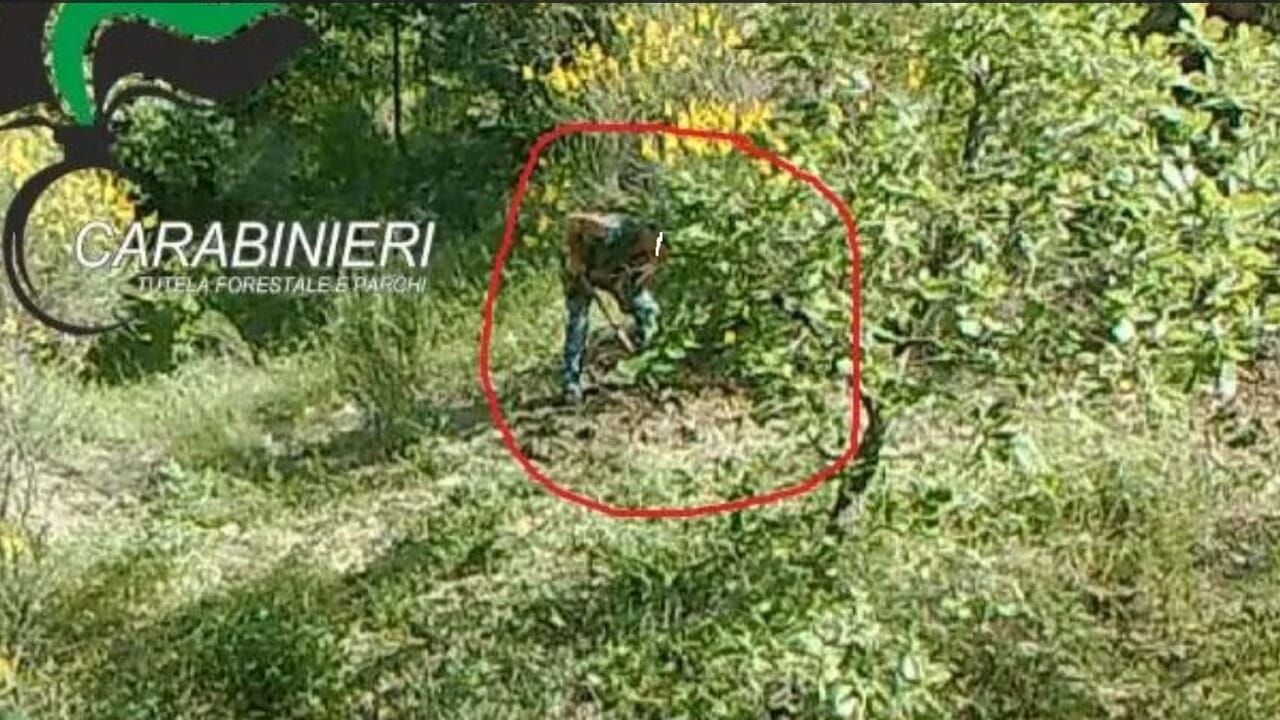 Tartufai a processo per la zappatura illegale: rischiano l’arresto
