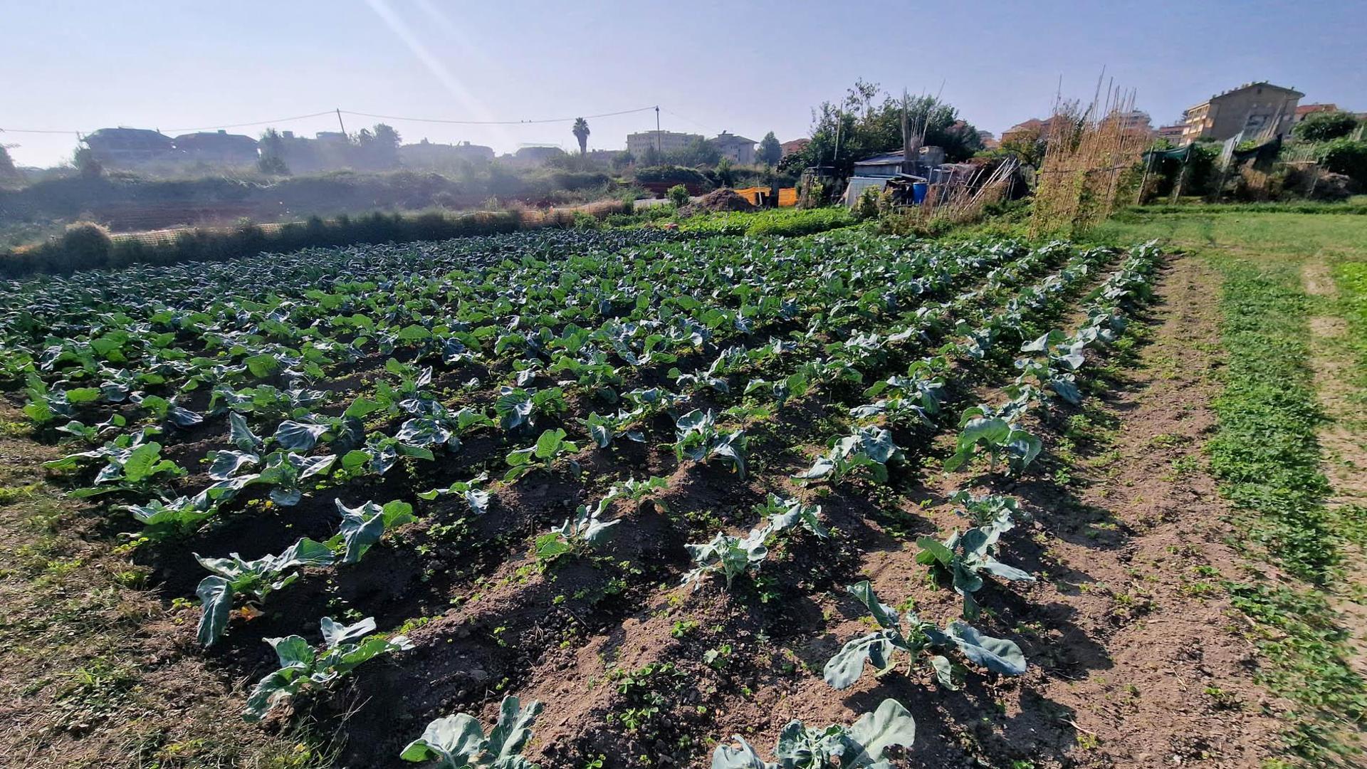Tulipani, tartufi e vini d’alta quota: le nuove coltivazioni nel Levante ligure