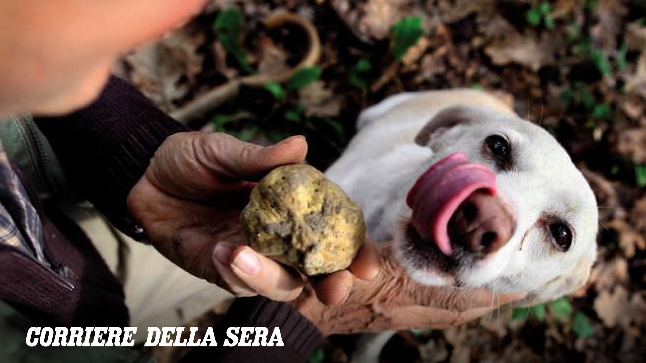 Asti, guerra ai bocconi avvelenati che mettono a rischio i cani da tartufo: nasce l’Unità cinofila antiveleno