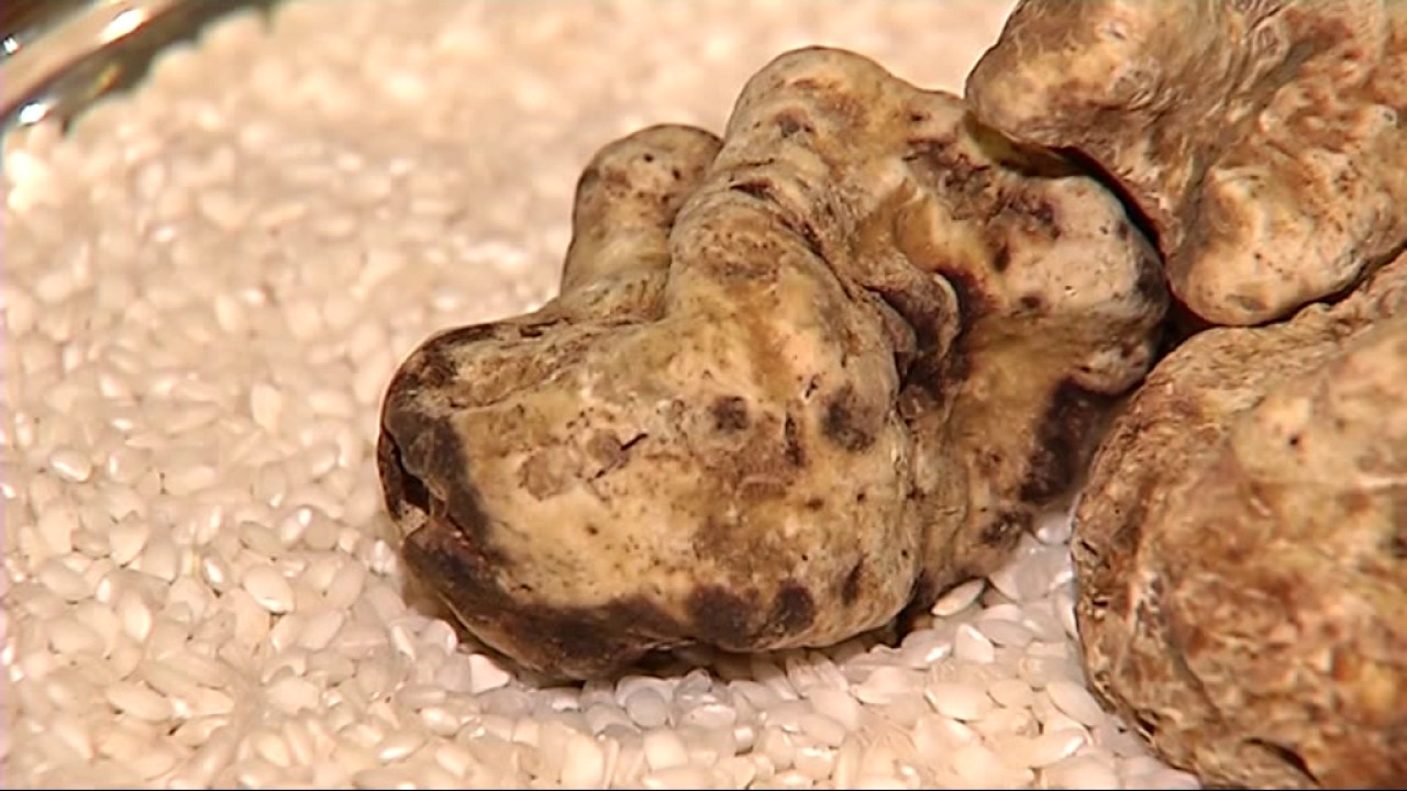 Tartufo Muzzana: Regione Fvg ne incentiva la promozione