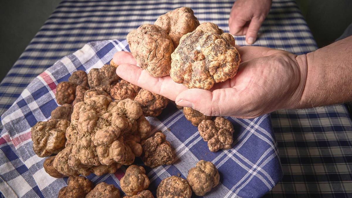 Contenzioso per il tartufo. Dopo dieci anni di liti la Regione deve pagare