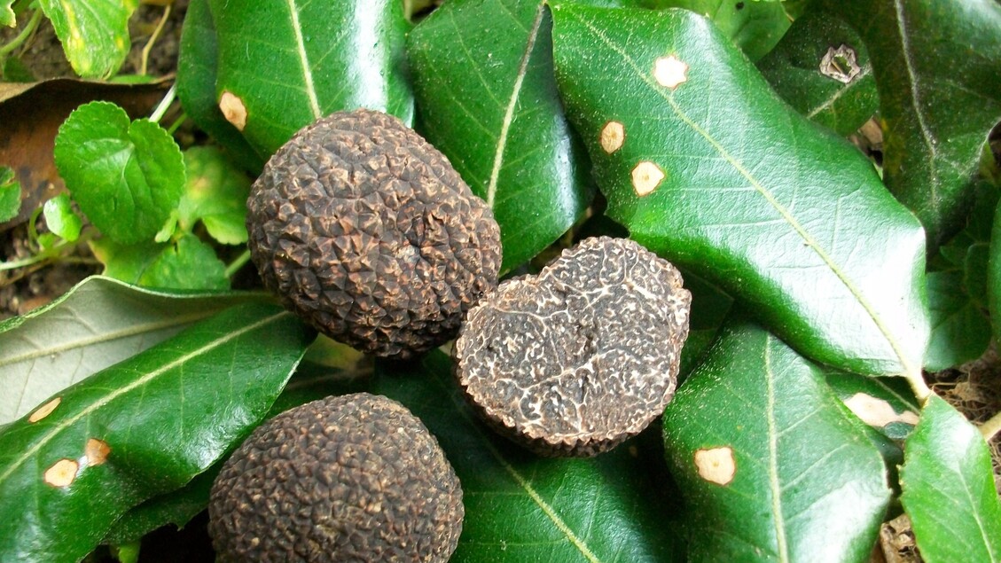 Città del tartufo e Pefc siglano accordo per certificazione aree boschive