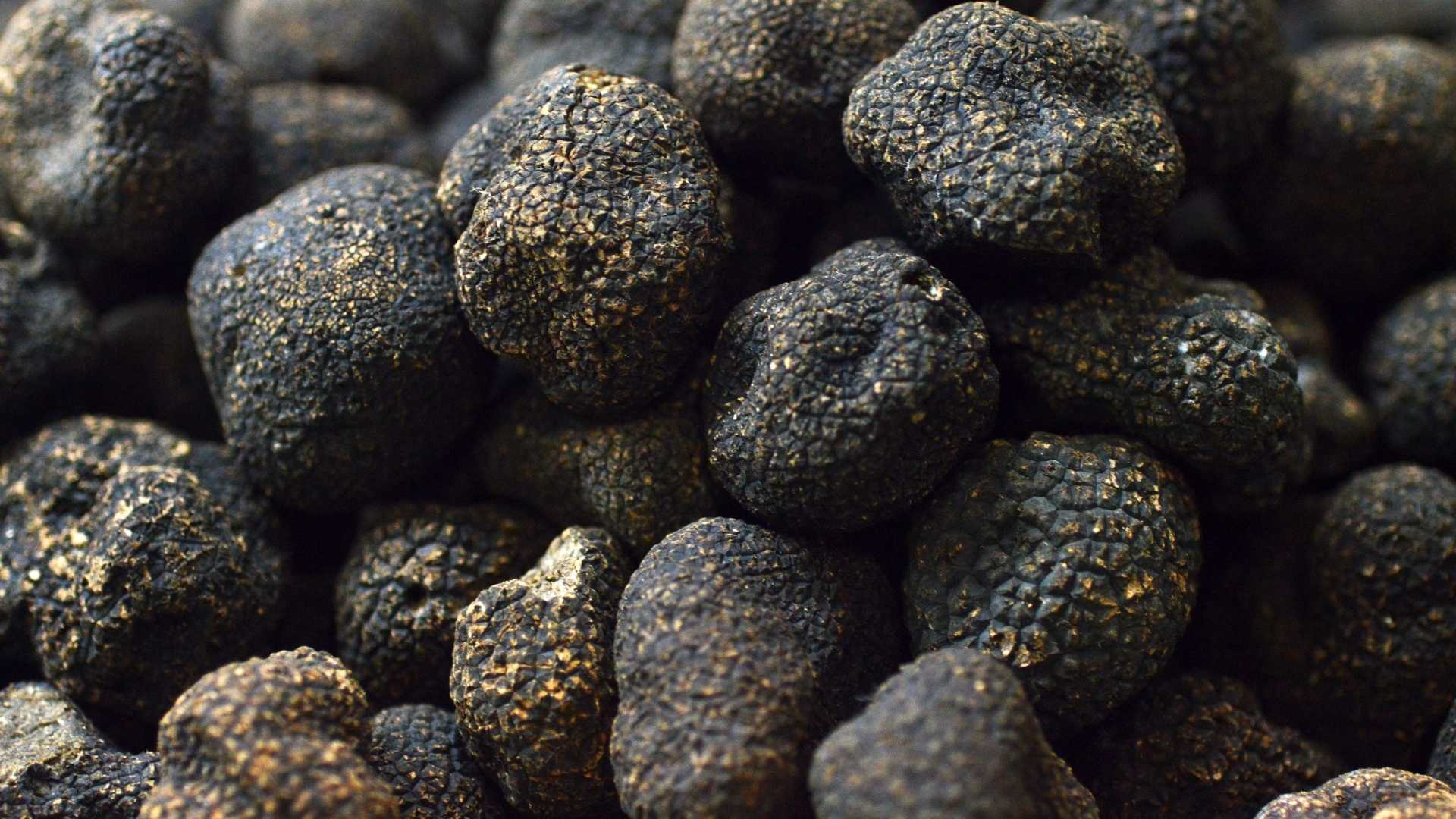 Tartufo campano, parte il piano della Regione: nasce il progetto per valorizzare la filiera