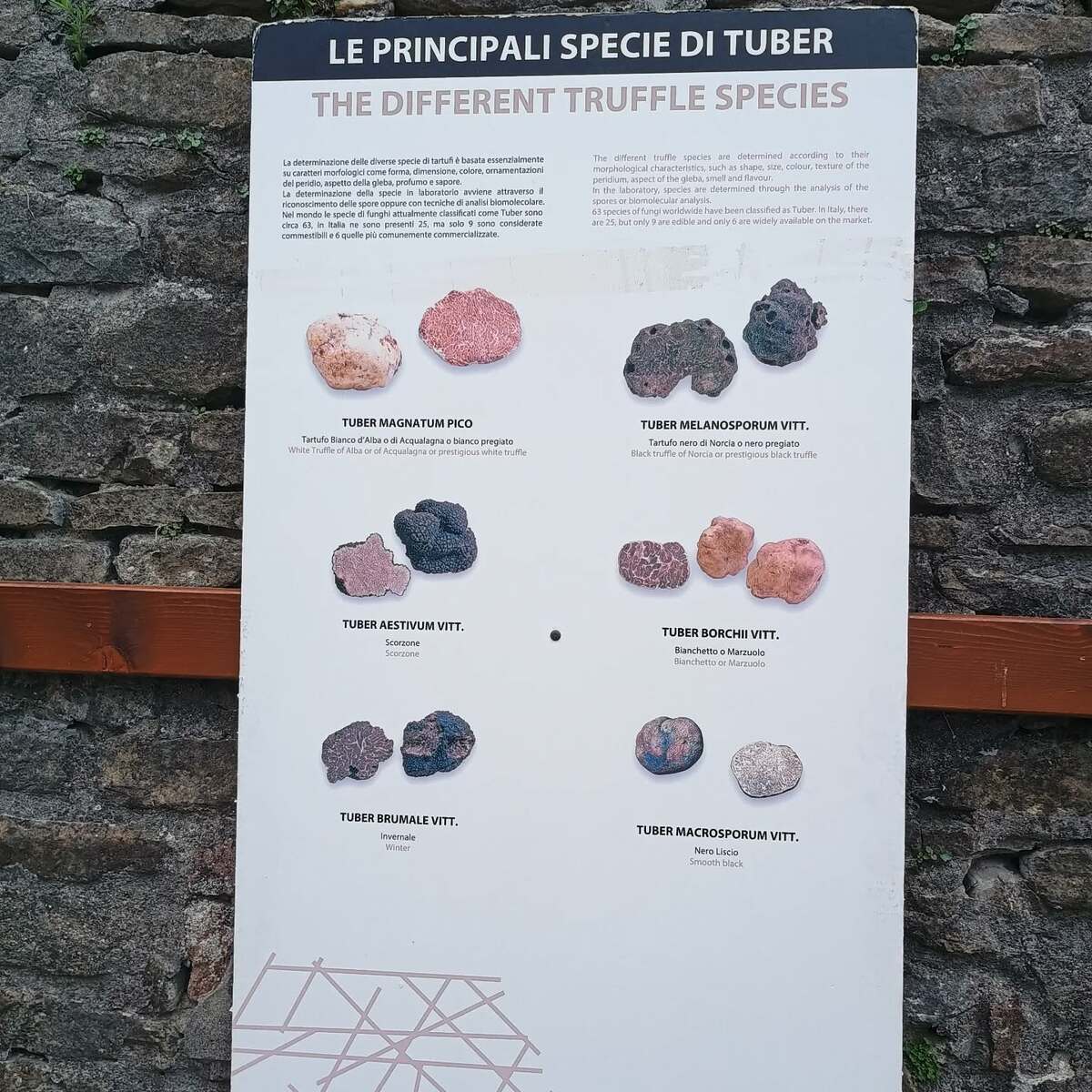 A Roddino una settimana tra musica, tartufo e boschi: due eventi per raccontare l’identità delle Langhe La Festa Balcanica e la 16ª Fiera