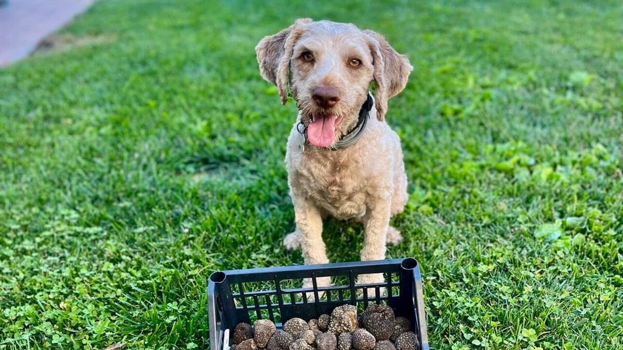 A Pecorara la seconda edizione del Summer Truffle Party che guarda ai giovani tra panini, musica e cocktail