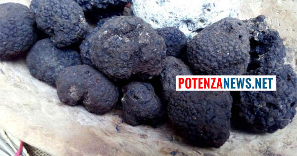 Il tartufo lucano vola a Roma: firmato questo Protocollo nazionale