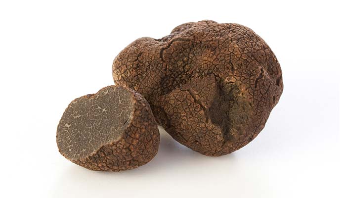 Il Tartufo Nero Pregiato Tuber Melanosporum Vittadini