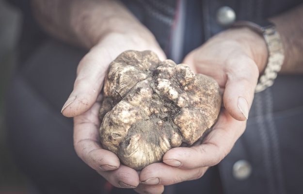 Il caldo colpisce anche nocciole, bergamotto e tartufo. Coldiretti: “accelerare sul Piano invasi”