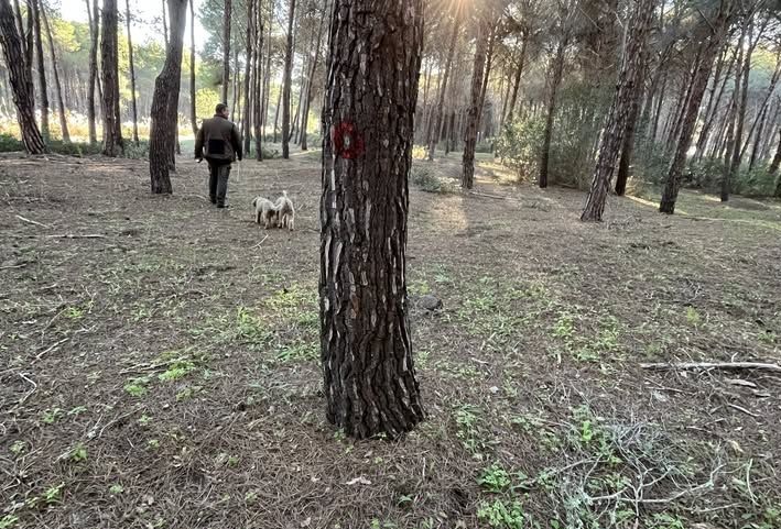 Amscil: il caso della tartufaia Alsia di Policoro si trasforma in un vero e proprio terremoto istituzionale