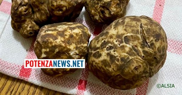 A Carbone spicca il tartufo bianco: così l’Alsia lancia un avviso pubblico per valorizzarlo rivolto a grafici, designer professionisti e studenti. I dettagli
