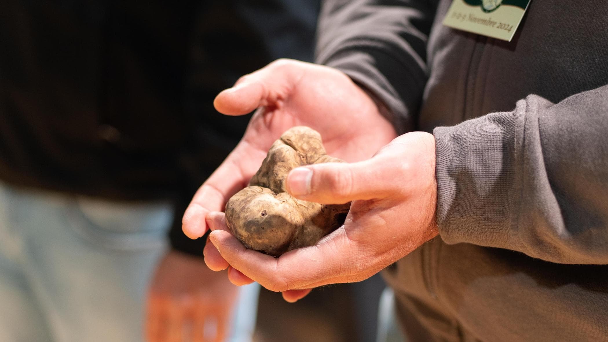 Il tartufo bianco non è solo di Alba. Cresce anche in Basilicata…ma viene venduto altrove