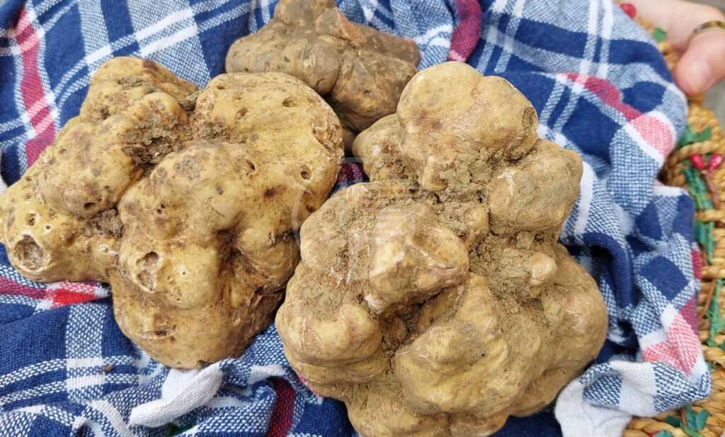 S. Agata Feltria: arriva sua maestà il tartufo bianco, il capolavoro d’autunno