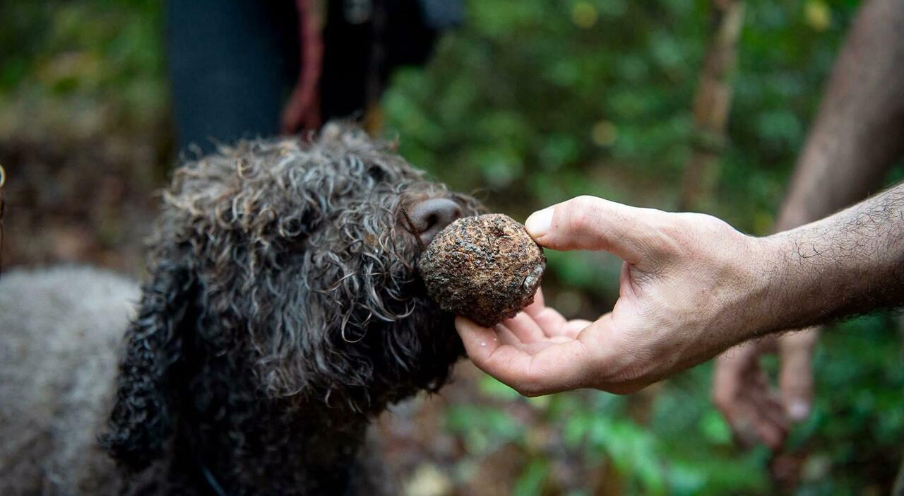 Quattro cani da tartufo avvelenati, è allarme a Sora