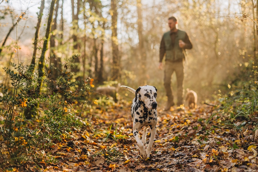 Istria del Tartufo: festival, frittate giganti e borghi d’autunno