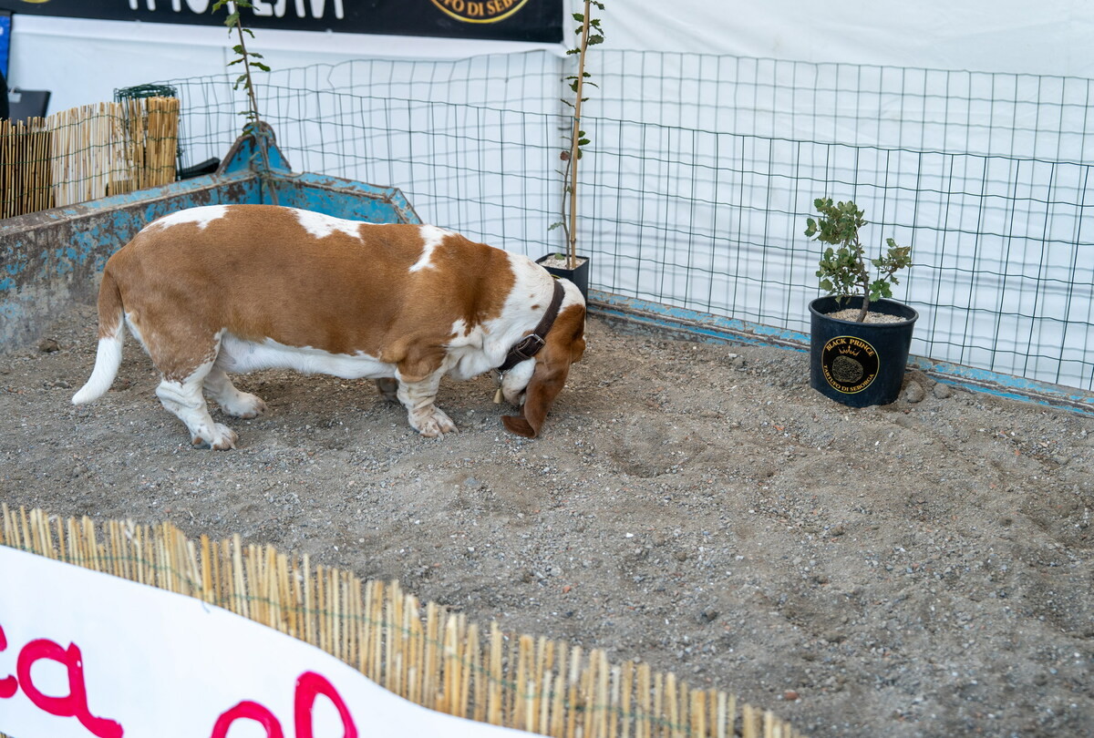 Sanremo, a MareCultura 2026 la cerca del tartufo con Villiam Casali e i suoi cani protagonisti a Pian di Nave