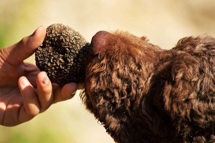 A Paterno la tradizionale benedizione dei cani promossa dai Tartufai della Marsica