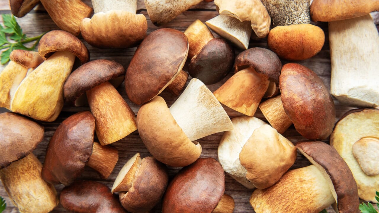 Autunno a Roma tra porcini, pizza e sapori del bosco: torna l’ottava edizione della Sagra del Fungo Porcino