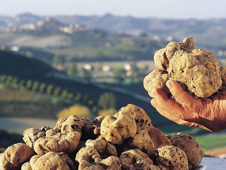 Tartufo bianco, in Liguria la stagione parte con il 50% in meno: decisiva la pioggia