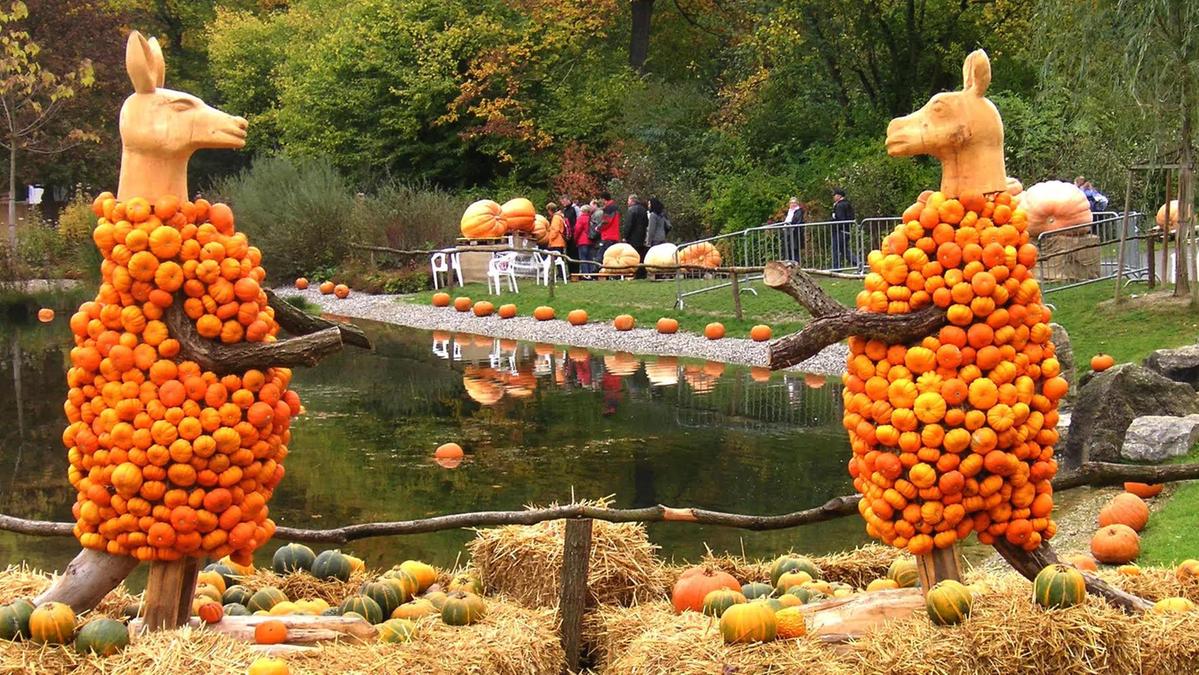 Funghi e tartufi d’autunno. Zucche giganti a Campi