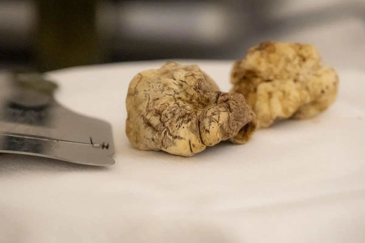 Per anni ha venduto tartufo alle altre città: ora la Basilicata lo porta nelle proprie cucine