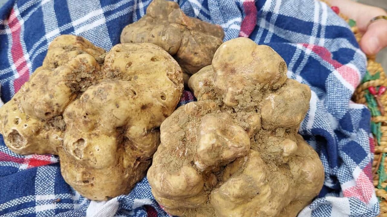 A Sant’Agata Feltria torna la Fiera del tartufo bianco: cinque domeniche di degustazioni e show cooking