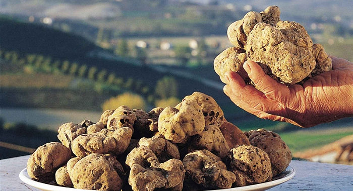 Stagione del Tartufo. In Abruzzo avvio in salita: causa siccità