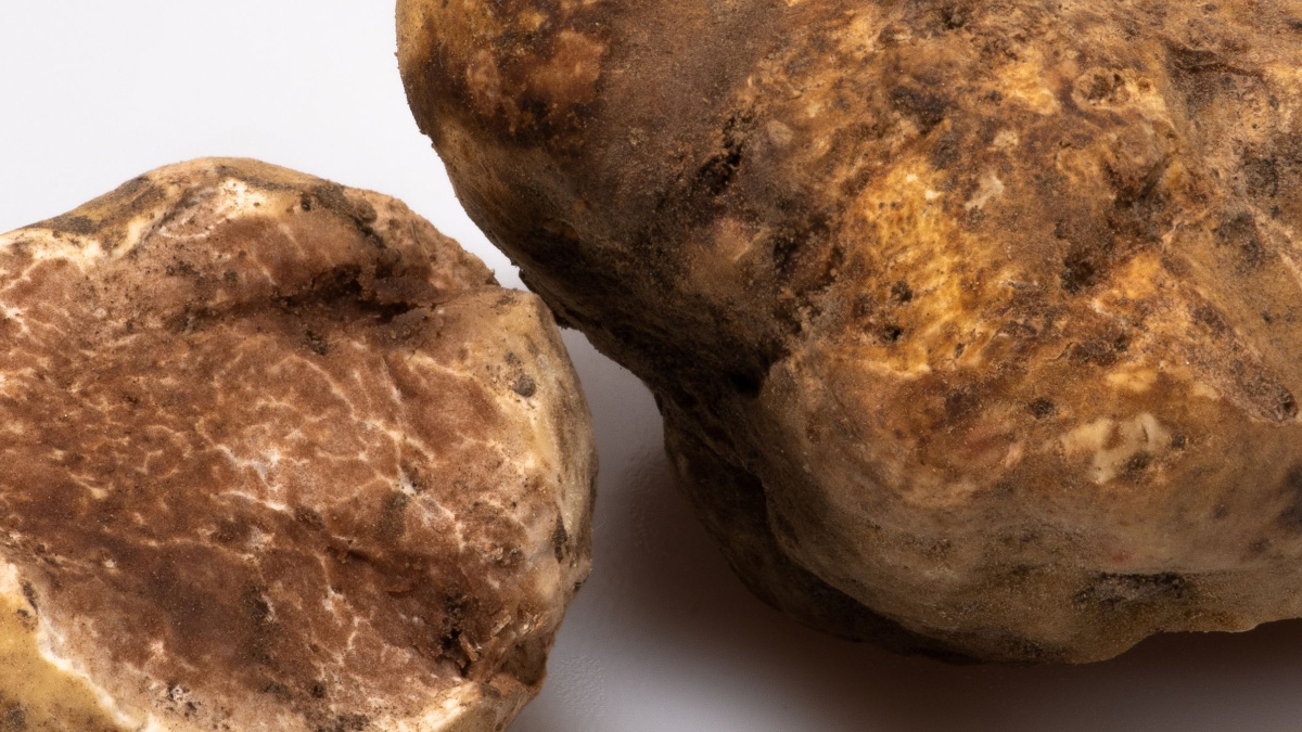 Abruzzo, tartufo bianco: siccità estiva taglia il raccolto del 30%