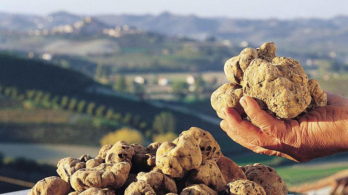Tartufo, ombre sull’inizio stagione: “Incognita dopo il caldo torrido”