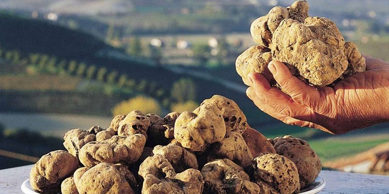 Dal 1° ottobre riparte la stagione dei tartufi: “In Abruzzo fiere non solo a L’Aquila”