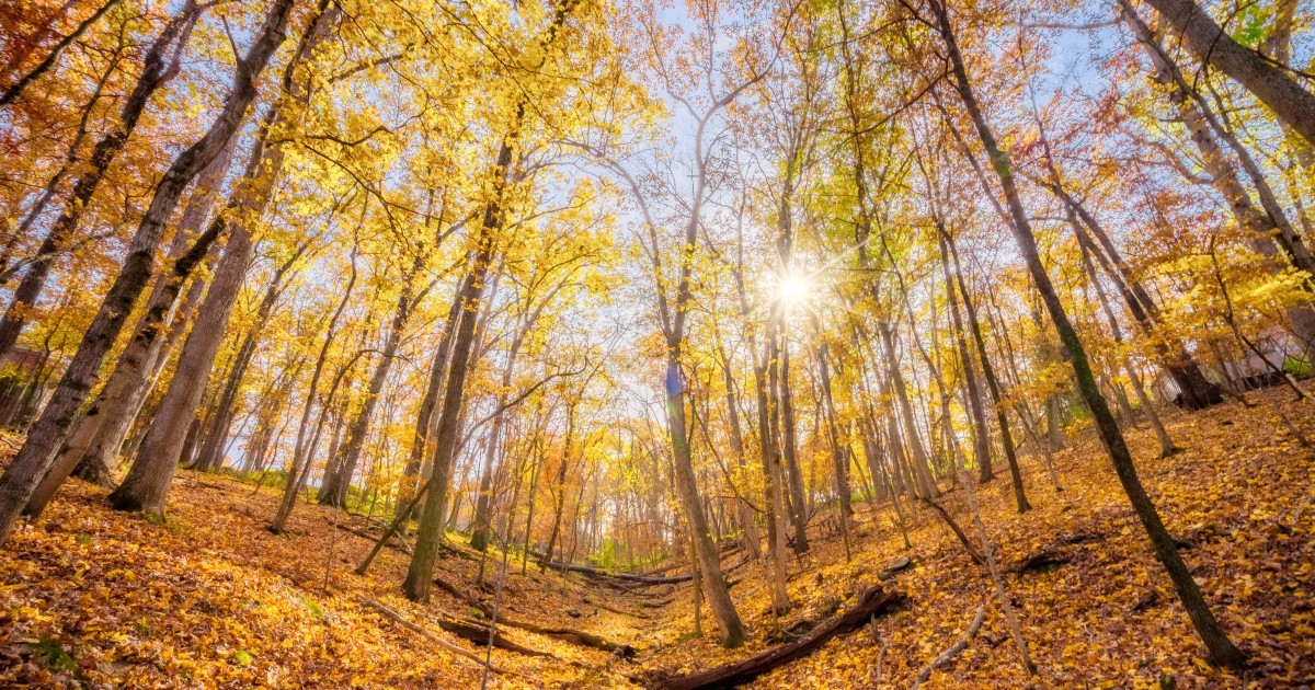 Cosa vedere in autunno nelle Marche? Foliage, borghi e sagre