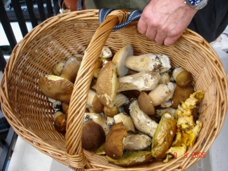 Tartufi e funghi: cambiano le modalità di pagamento della tassa