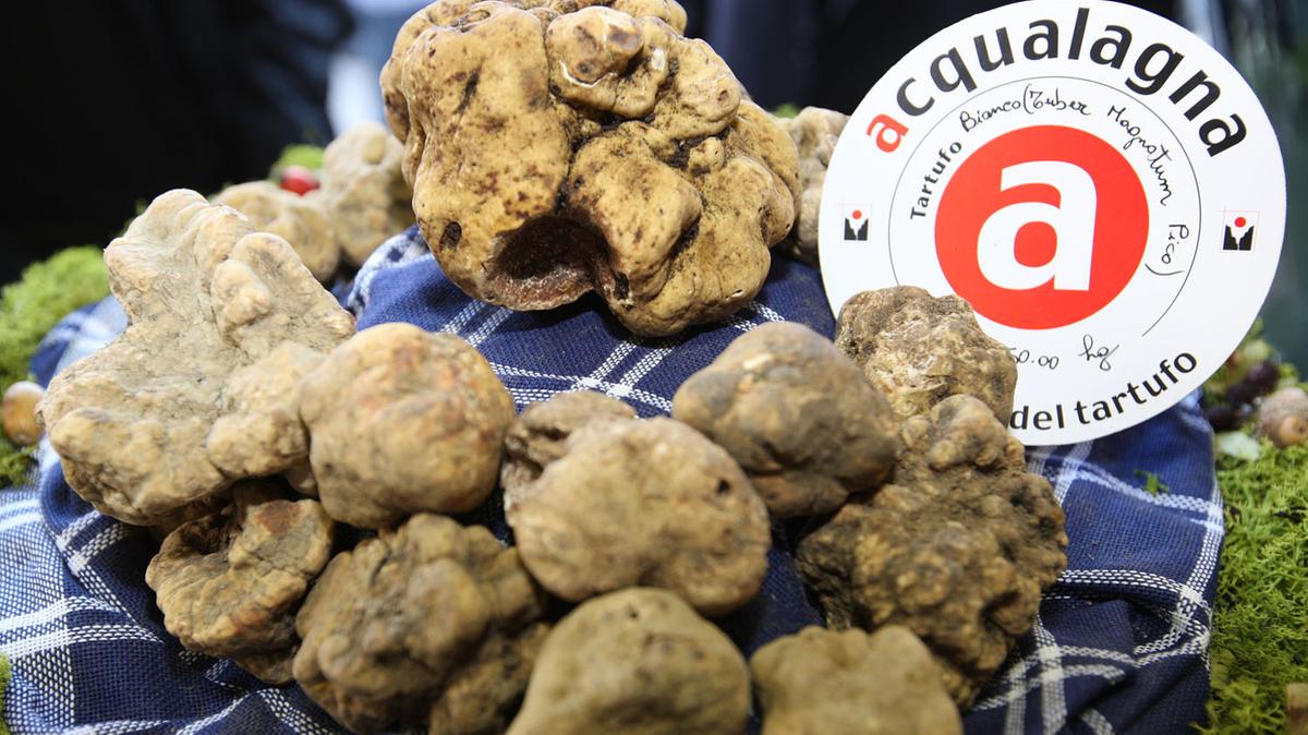 Il tartufo è poco, prezzi alle stelle: il bianco fino a 4.000 euro al chilo. “Ma la qualità è già molto alta”