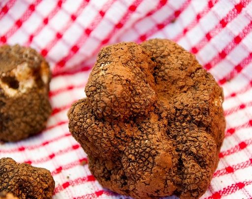 Da 10 ottobre la 63esima fiera del tartufo a Sant’Angelo in Vado