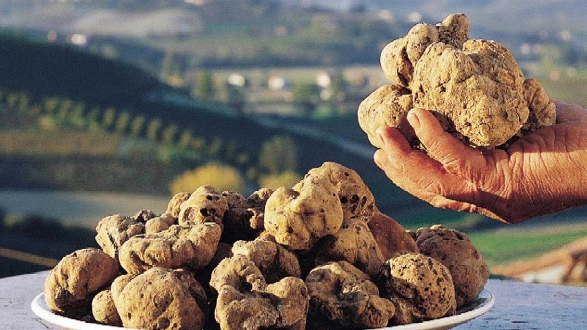Tempi duri per il re tartufo. La siccitÃ  alza i prezzi ma ad Alba Ã¨ giÃ  tutto esaurito