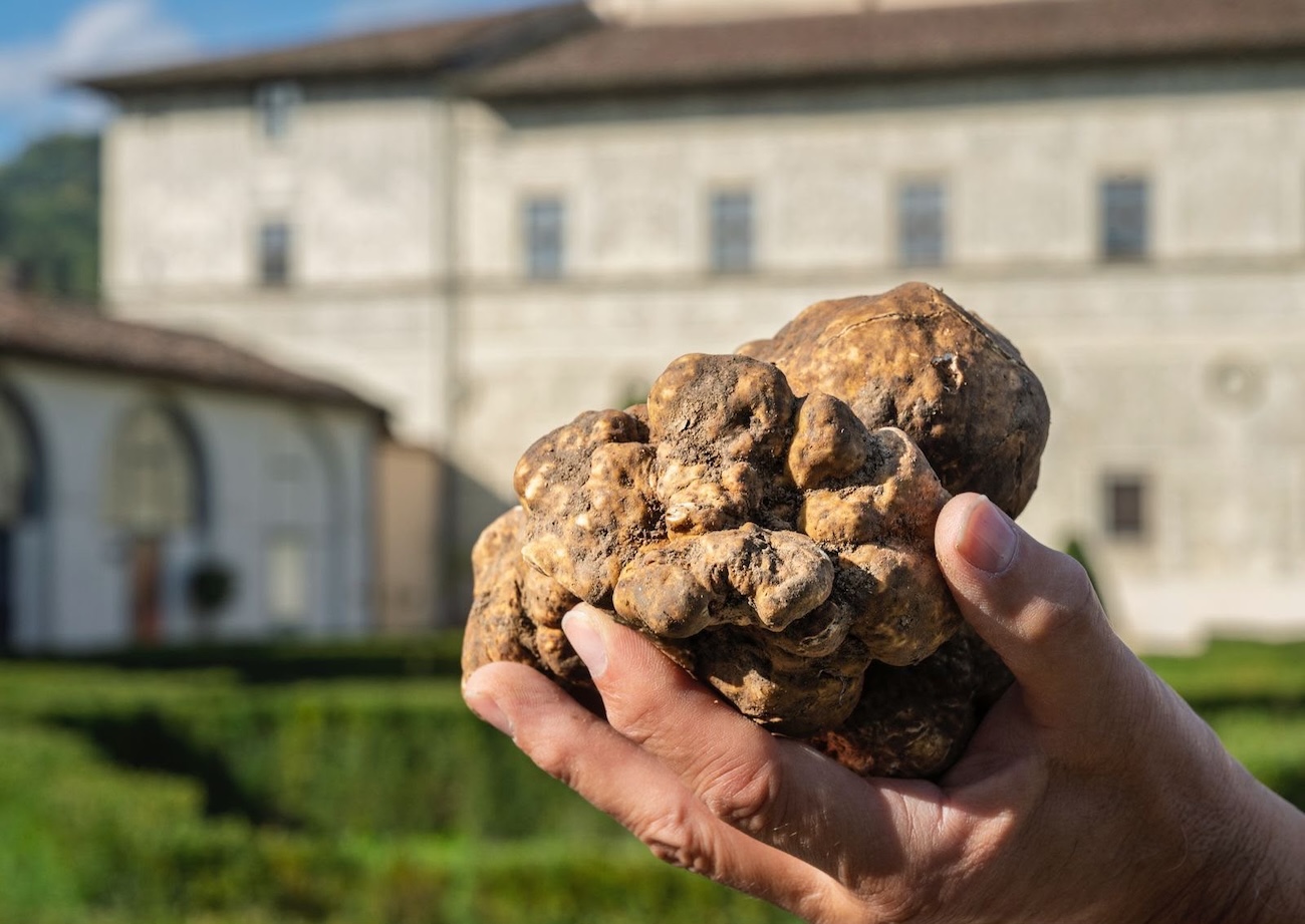 Castello, torna il Salone del tartufo bianco. Stagione buona, prezzi fino a 4mila euro