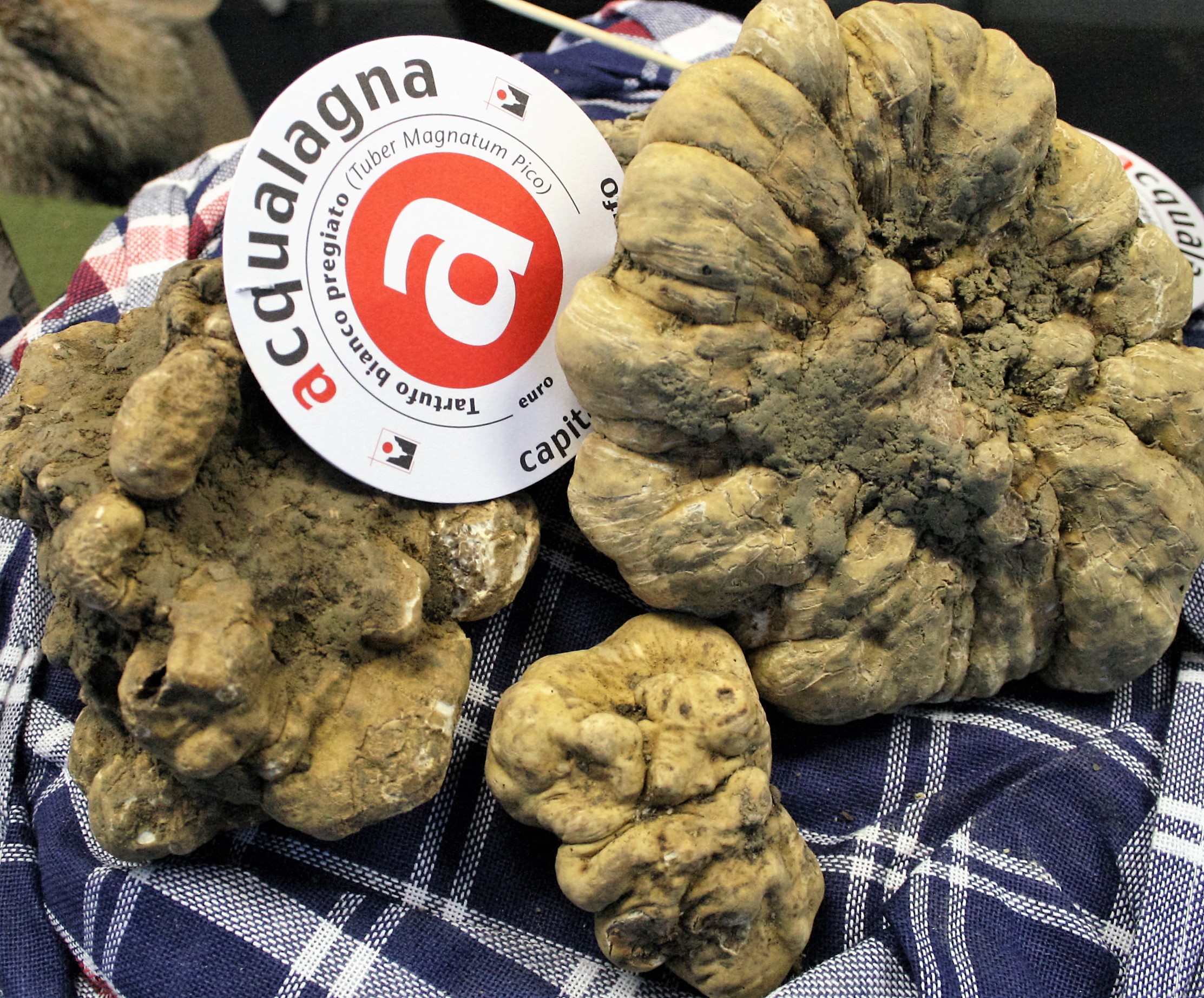 La stagione del tartufo bianco parte in salita, ma le prossime piogge potrebbero cambiare le previsioni