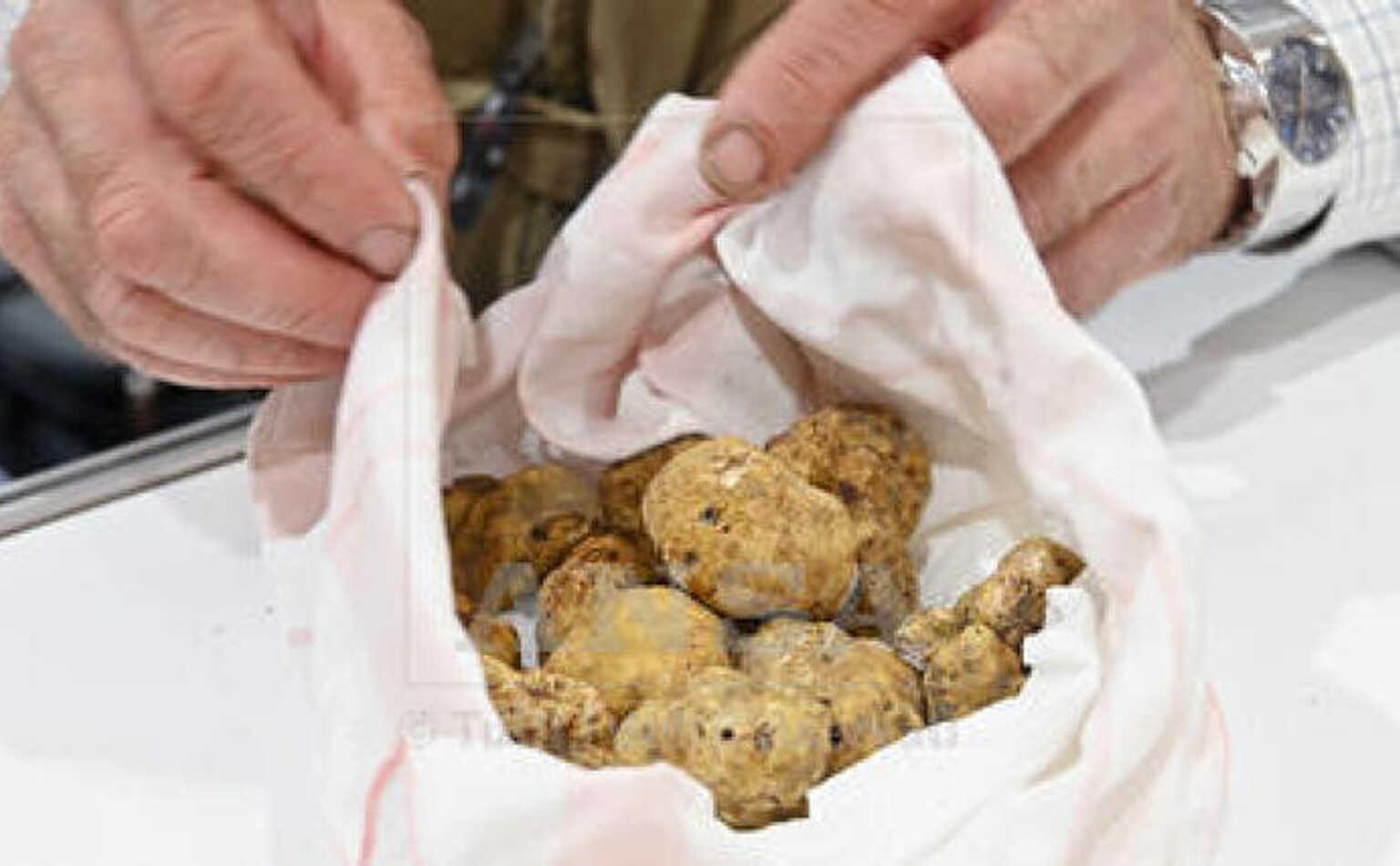 Piemonte, fondi per gli alberi del tartufo e 22 fiere