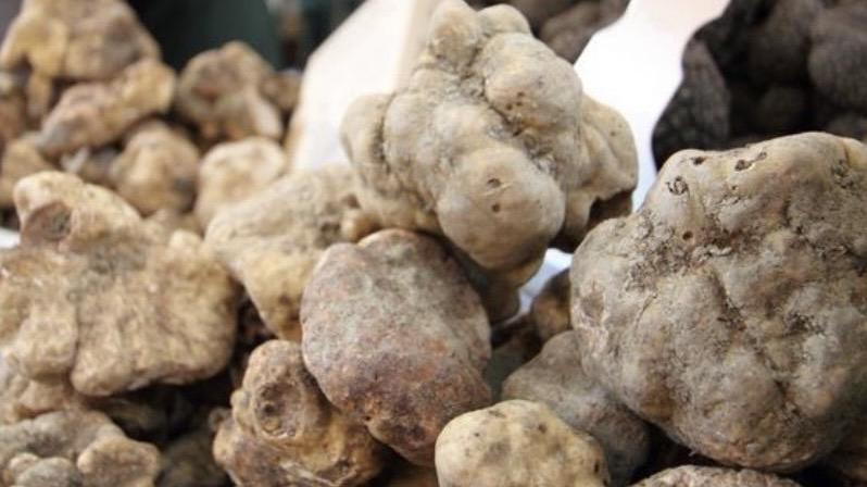 Fiera d’autunno. Il re è il tartufo