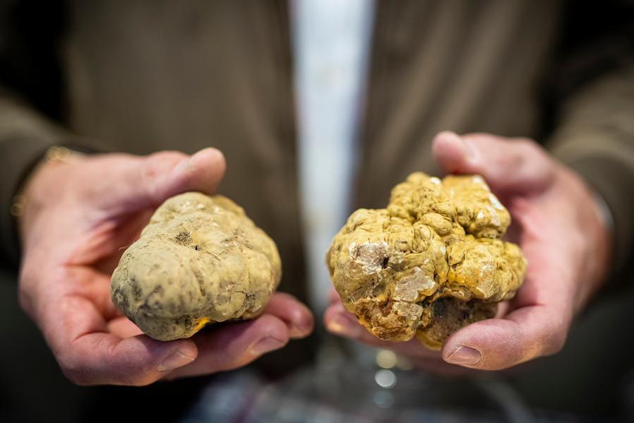 Il tartufo, storia, forme e cani. Da Alba parlano gli esperti
