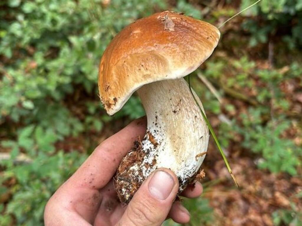 Funghi gratis, ma non più di tre chili a testa: il nuovo progetto di legge regionale per la raccolta