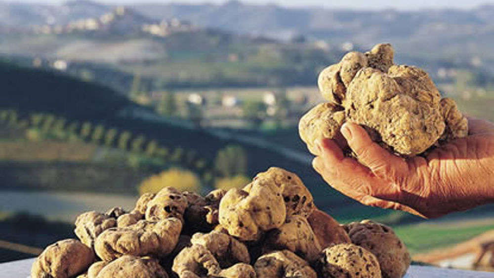 Tartufesta 2026: la grande festa diffusa dedicata al Tartufo bianco dei Colli bolognesi