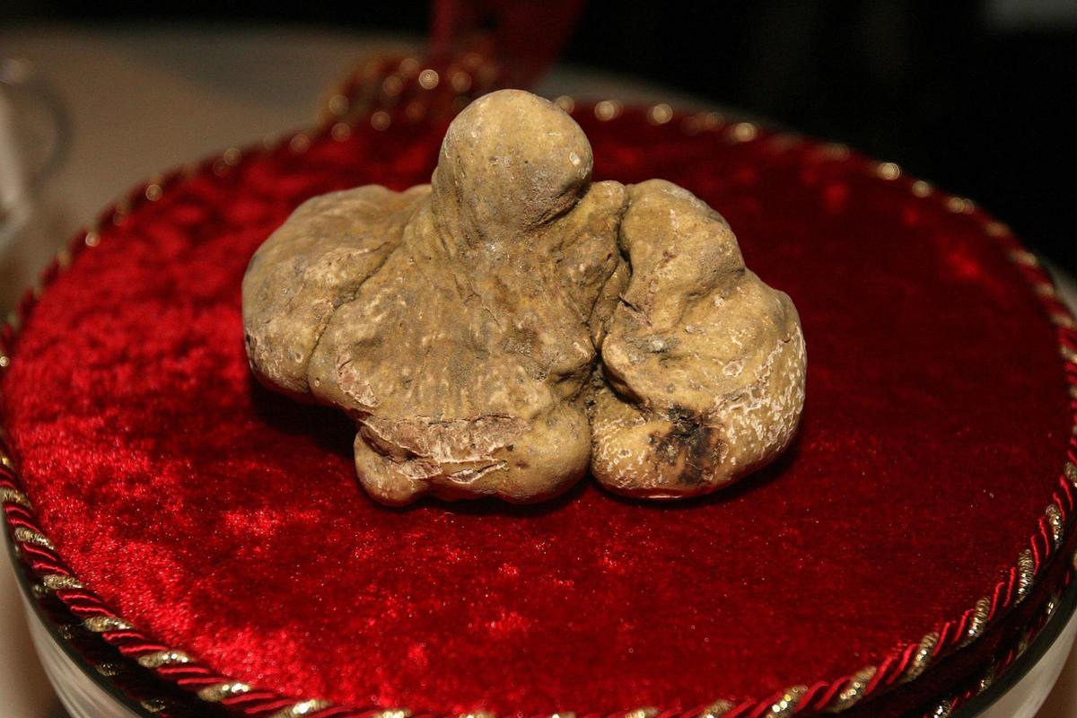 Tartufi, ok al progetto di legge regionale: tracciabilità, risorse per filiera e benessere animale