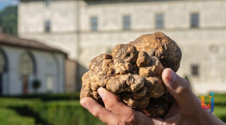 Tartufo bianco, tre weekend e nuovo itinerario per il Salone