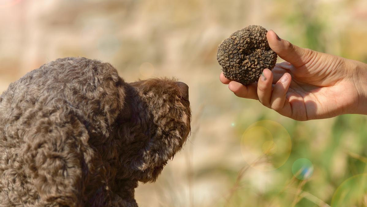 Va a tartufi ma il suo cane trova 270 grammi di cocaina I complimenti dei carabinieri per il fiuto di Fulmine